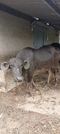 બીજા વેતરની ખડેલી વેચવાની છે