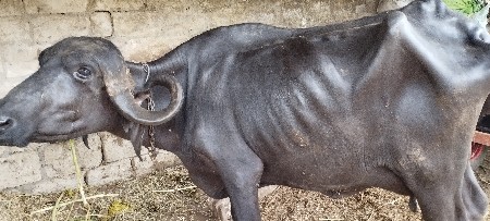 બિજુવેતર 10 દિનકિ કાચીછે