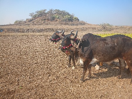 પેલી વાવની થશે
