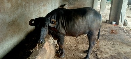 ખળેલી વેસવા ની છે