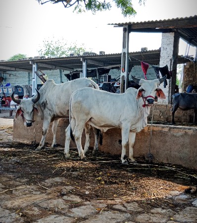 વઢિયારા ગોઢલા વેચવાના છે
