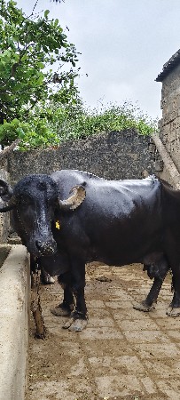 ભેંસ વેચવાની સે