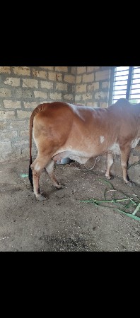 ગાય વેચવાની છે
