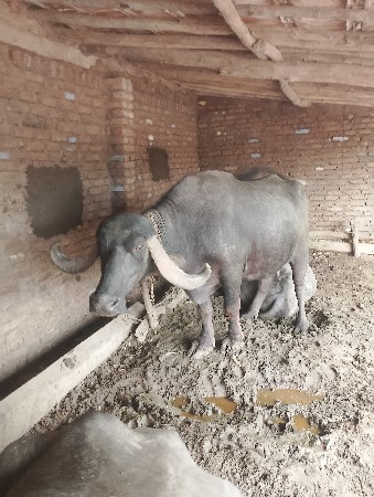 આ ભેંસ વેચવાની છે ૩જુ વેતર
