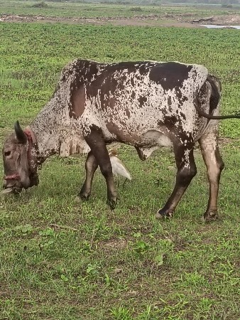 ગાય વેચવાનું સે