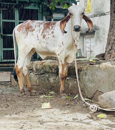 પ્યોર ગીર વાછડી વેચવાની છે