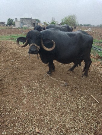 ભેંસ ફુલ જવાબદારી થી દેવાની છે