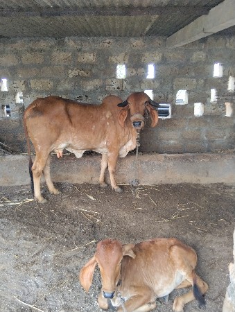 ગીર ગાય વેચવાની છે