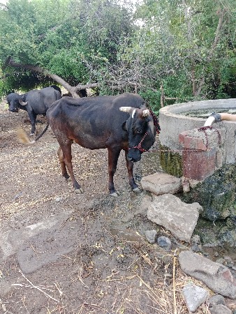 ઓડકી વેચવાની