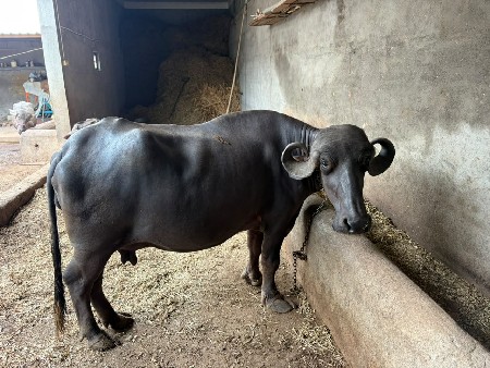 ભેશ