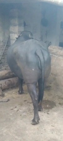 ખડેલી વેચવાની છે
