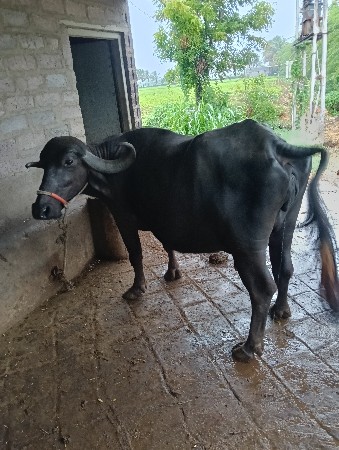ભેશ વેશવા નીસે