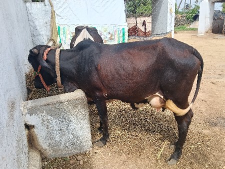 ગાય વેશવાની છે