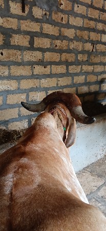 હોડકી વેચવાની છે