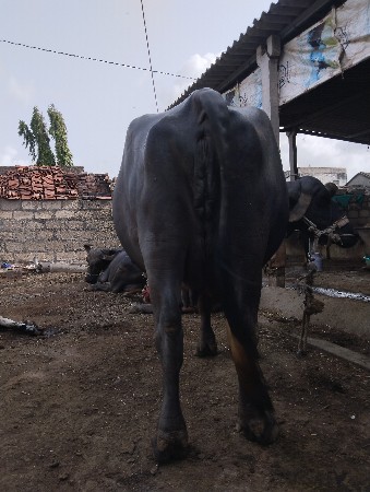વેચવાની છે