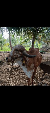 ગાય વેચવાની છે  બીજું વેતર