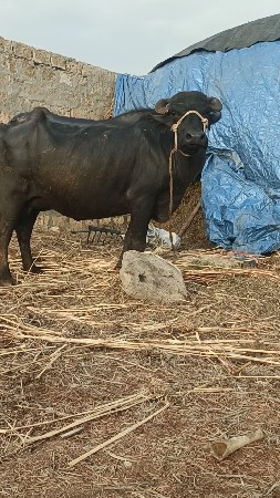 ખડેલી 2જા વેતરમા છે