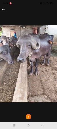 bhes વેચવા ni