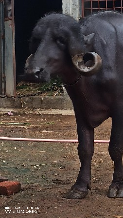આ જાફરા બાદી ખડેલી વેચવાની છે