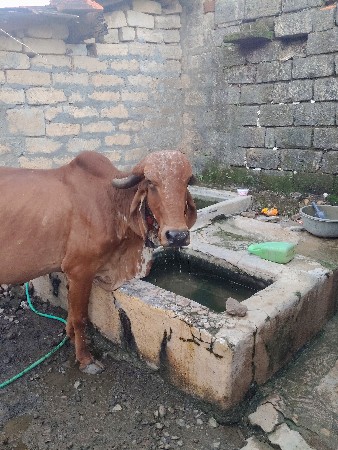 ગાય વેચવાની છે