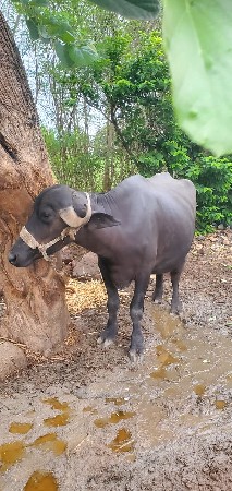 આ ભેંસ વેચવાની છે.