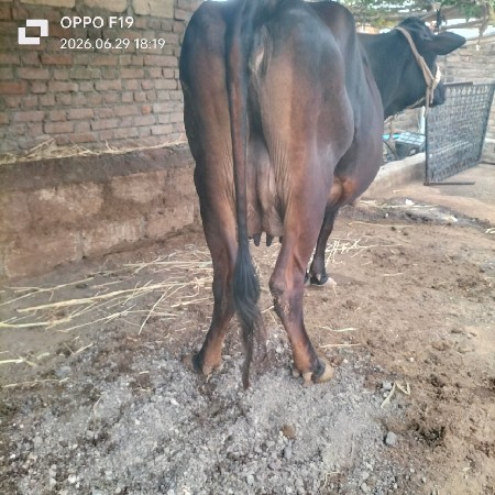 વેચવા ની ગાય