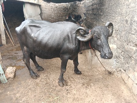 ભેસ વેસવા ની છે વીસદી નીકાસી છે
