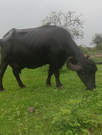 ભેસ