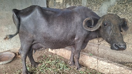 ભેંસ વેચવાની છે,,,