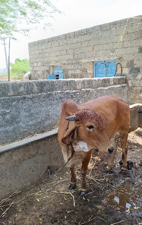 વેચવાની છે