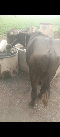 પાડો વેચવા નો છે