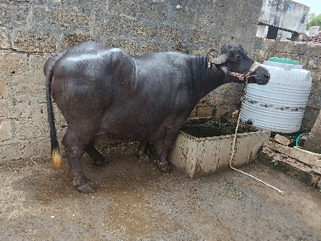 ભૅસ. વૅસવાની  છૅ