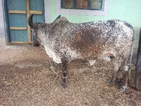 વોળકી વેચવાની છે.