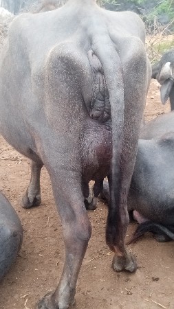 ભેસ વેચવાની છે