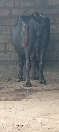 ભેંશ વેચવાની છે બધી જવાબદારી થી
