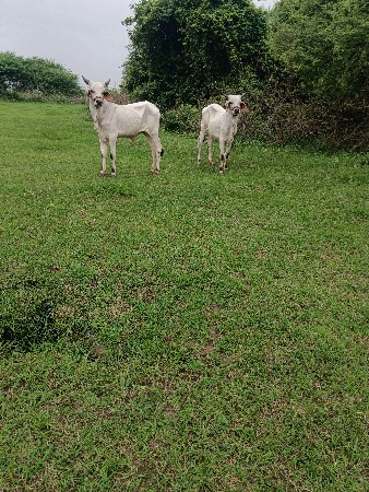 વાસડા વેચવાના છે