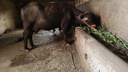 પેલા વેતરનું ખરેલું વેચવાનું છે