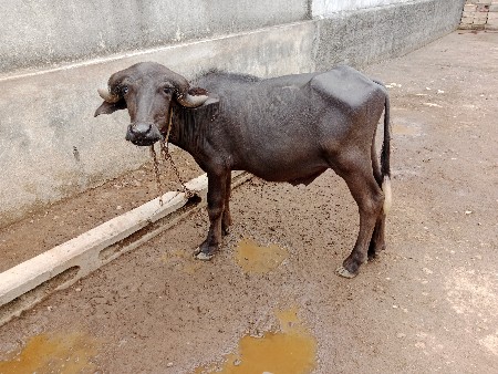 પાડો વેચવાનો છે