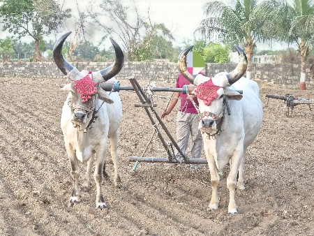 બીજી વાવણી વાયવી સાવ સોજા
