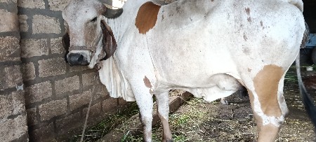 ગાય વેચવાની છે
