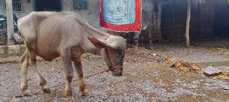 પાડો વેચવાનો છે