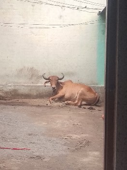 ગાય વેચવાની છે
