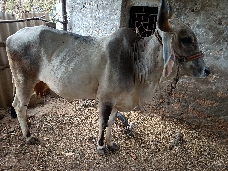 ગાય વેચવાની છે