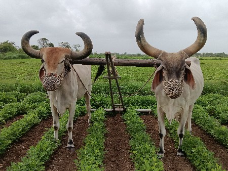 બળદ વેચવાના છે
