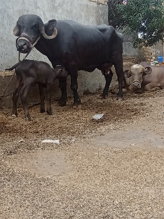 ભેંશ વેછવાની છે બેજુ વેતર છે