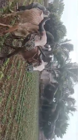 ઘોઢલા વેસવાનાછે સારાનથી સાલૂછે