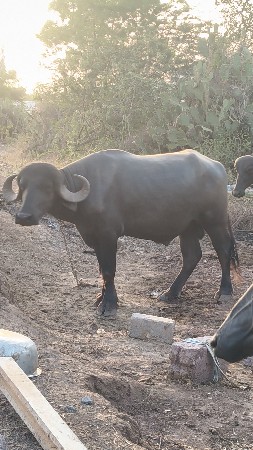 વેચવાનો છે પાડો