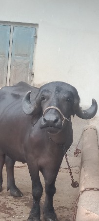 ભેંસ વેચવાની છે