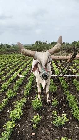 બળદ   વેચવાનો છે