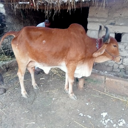 વેસવા ની સે